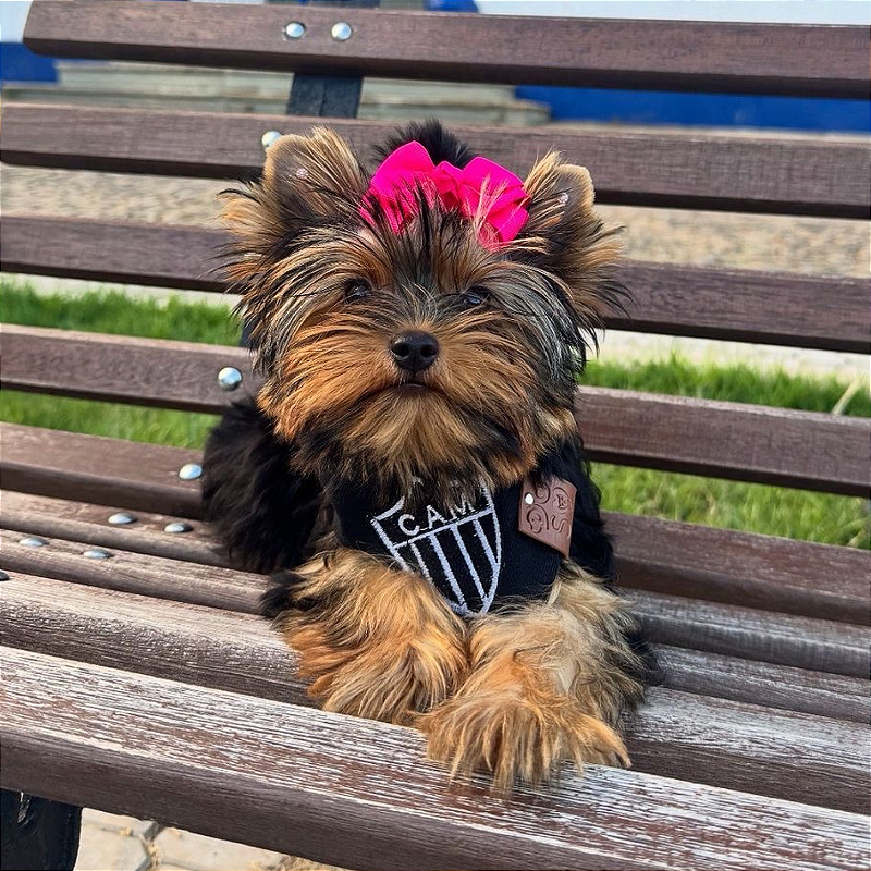 Bandana para pet do Atlético Mineiro