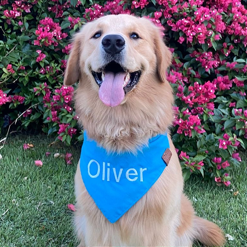Bandana para pet azul com nome bordado
