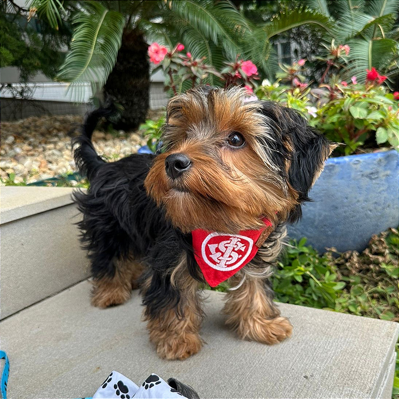 Bandana Internacional para pet