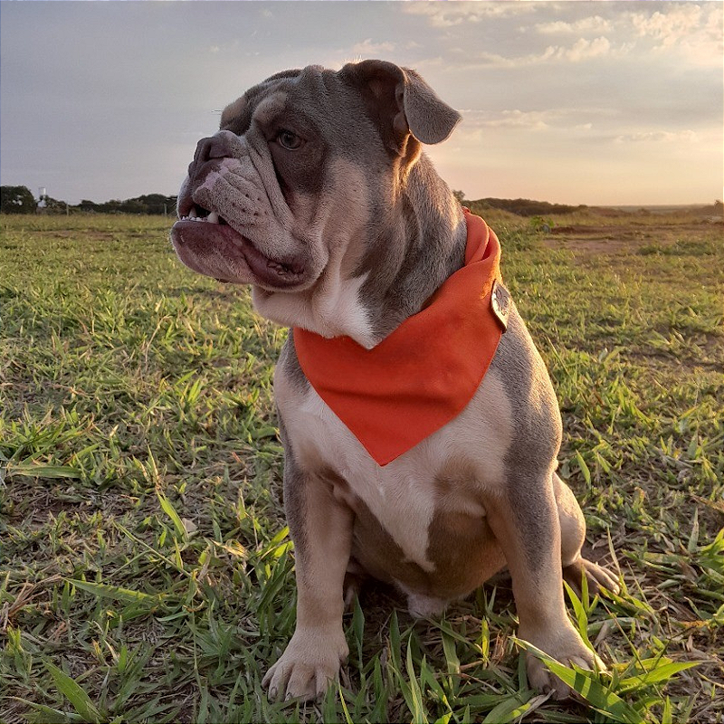 Bandana Laranja para pet