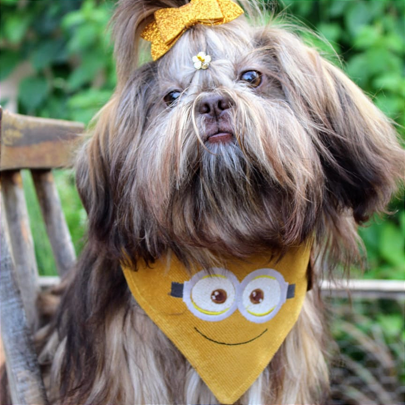 Bandana minions para pet