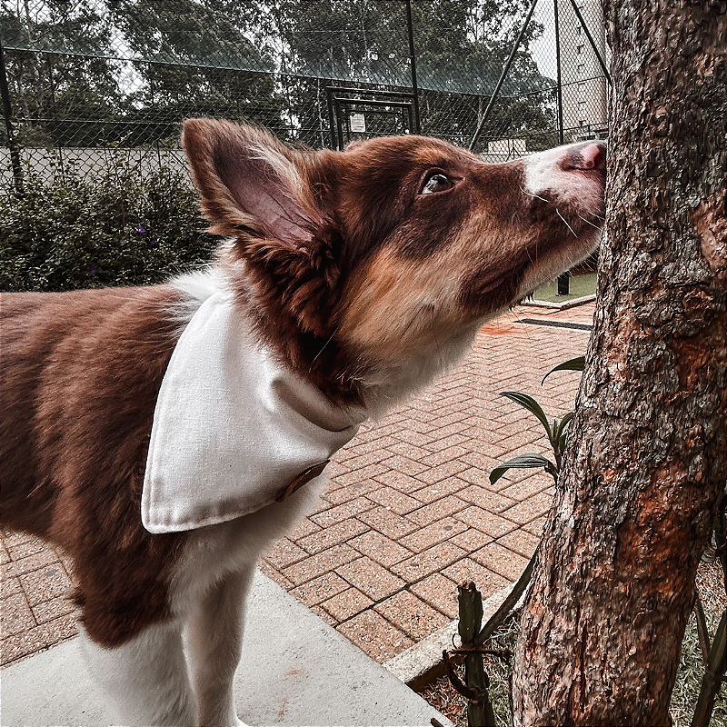 Bandana Pet Atacado - várias Cores