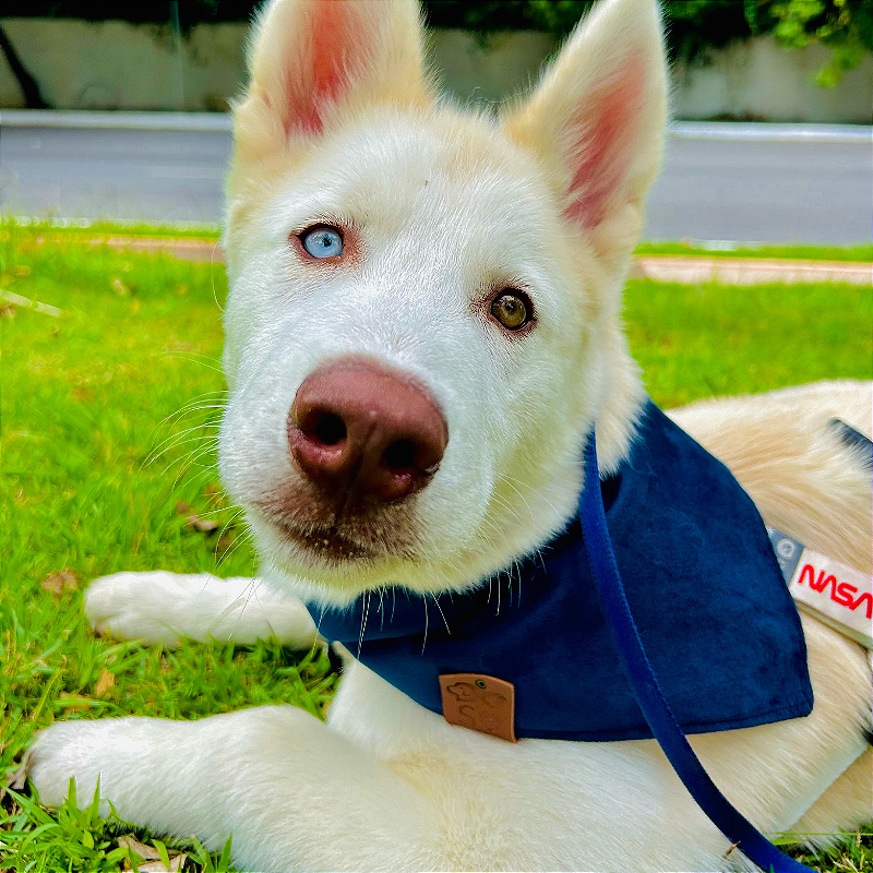 Bandana Pet Azul Escuro