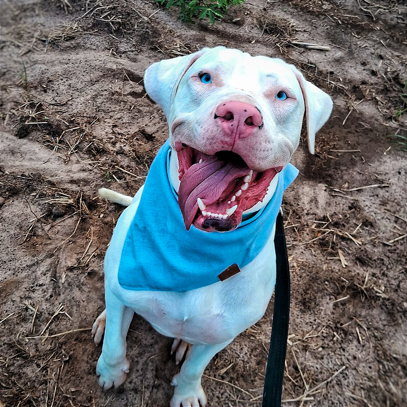 Bandana Pet Azul