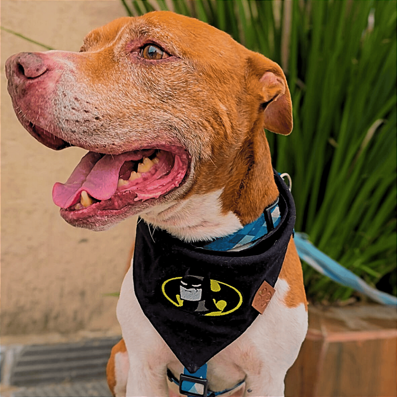 Bandana Pet Batman