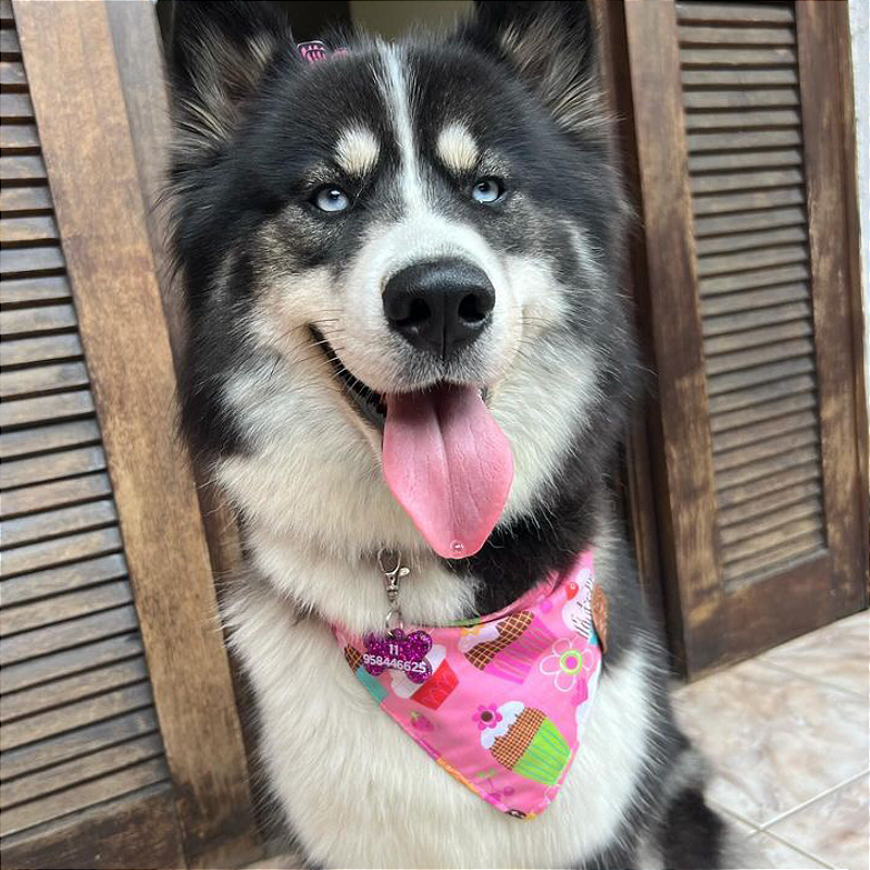 Bandana Pet Cupcake