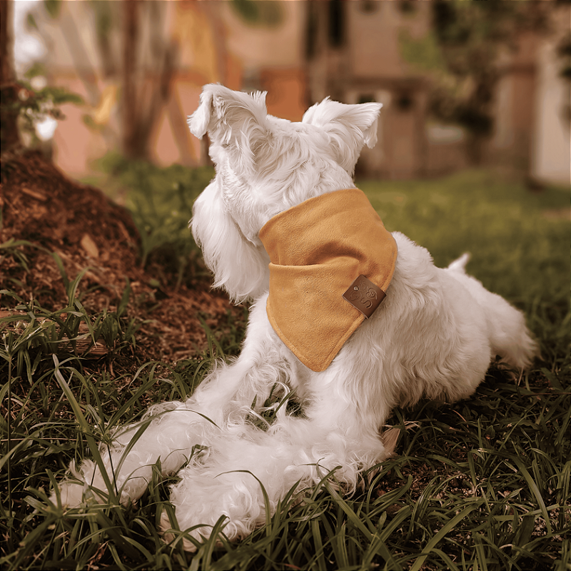 Bandana Pet Dourada