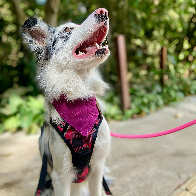 Bandana Pet Fucsia