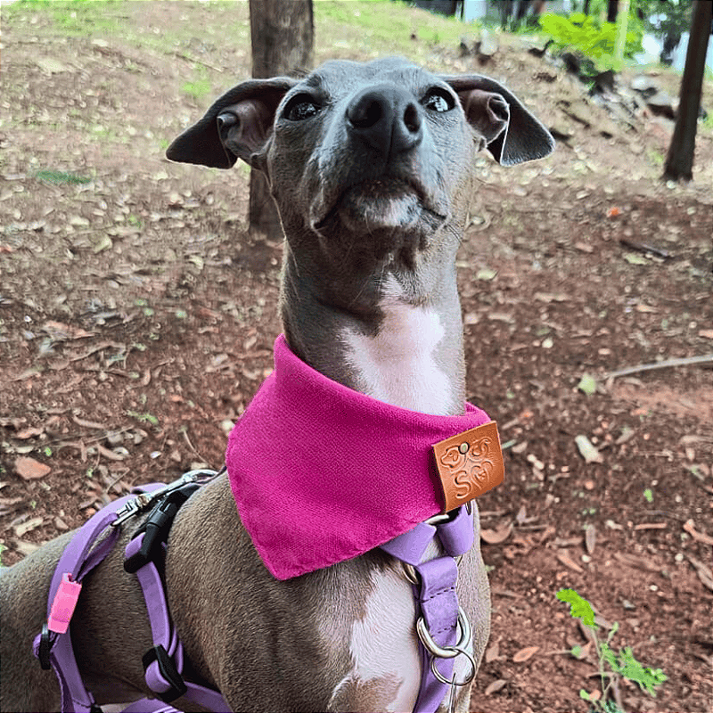 Bandana Pet Rosa