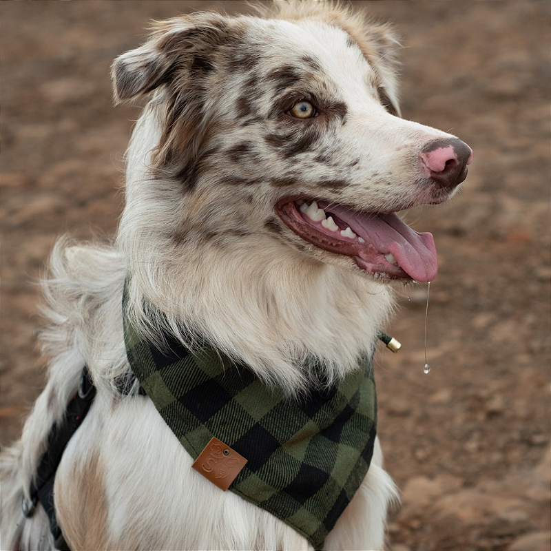 Bandana Pet Verde Xadrez
