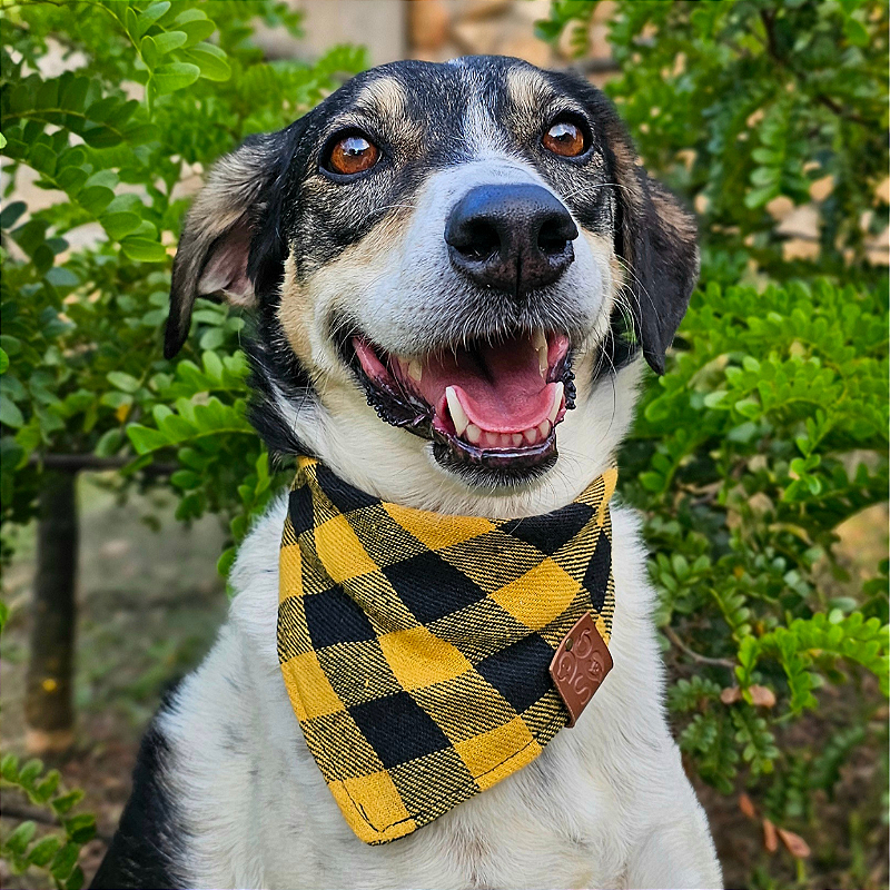 Bandana Pet Xadrez Atacado - várias Cores