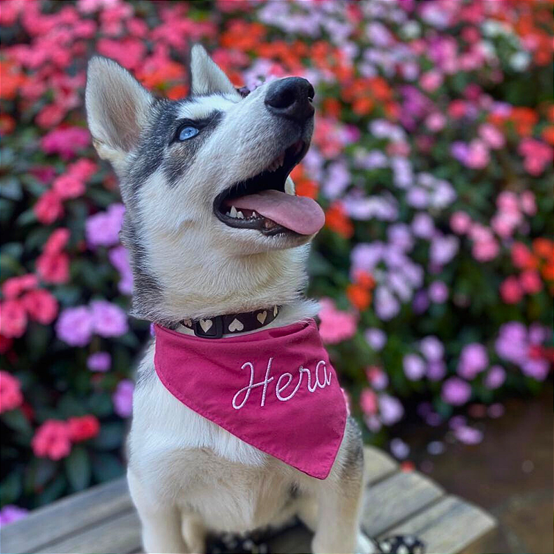 Bandana Rosa com nome bordado cursivo para pet