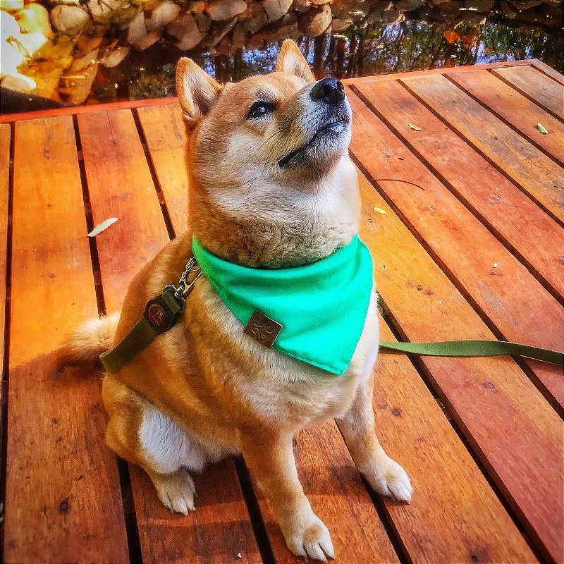 Bandana Verde para pet