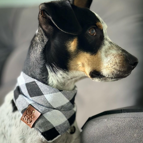 Bandana Xadrez Preto para pet