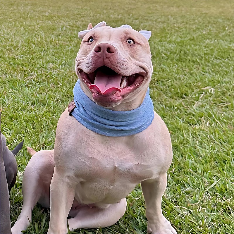 Cachecol Pet Azul