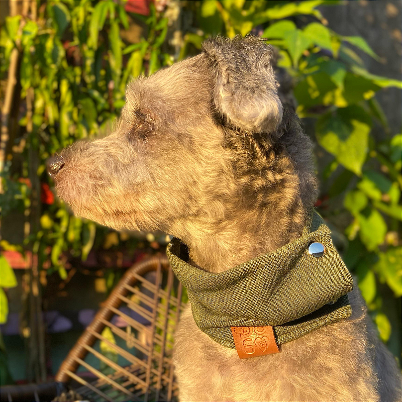 Cachecol Pet Verde