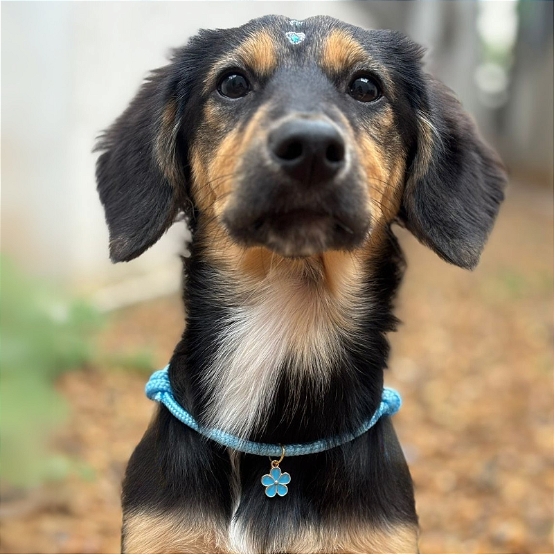Colar Pet Paracord Azul bebê com berloque surpresa