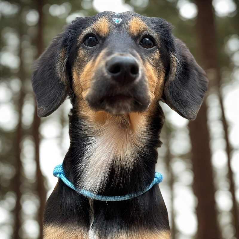 Colar Pet Paracord Azul bebê