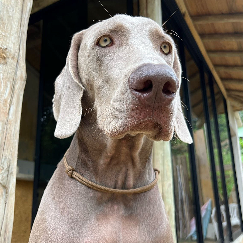 Colar Pet Paracord Marrom