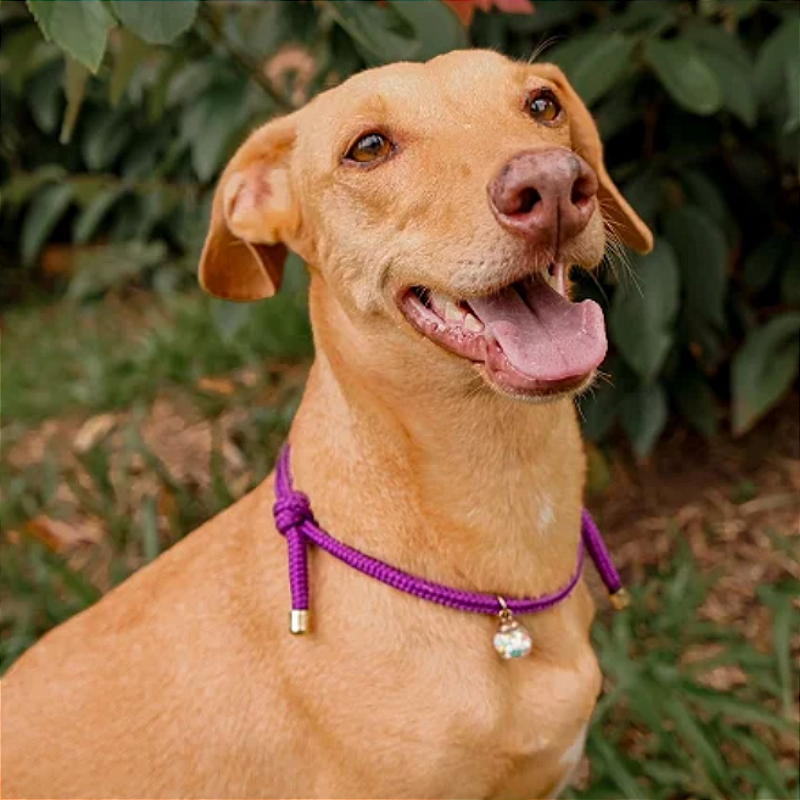 Colar Pet Paracord Roxo