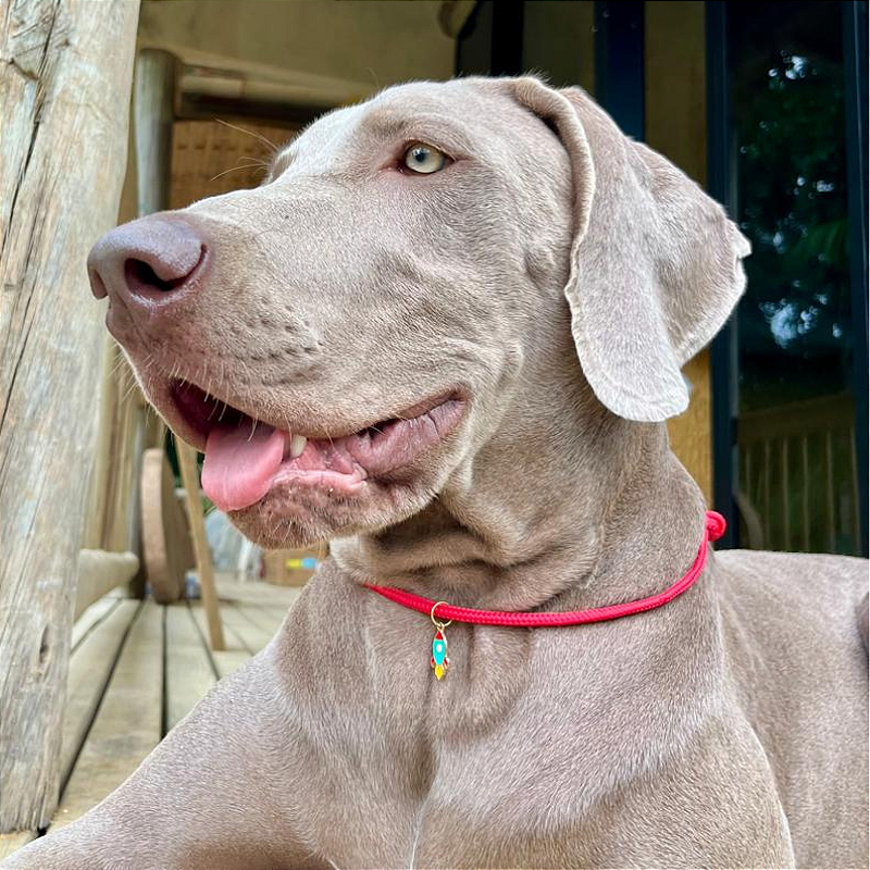 Colar Pet Paracord Vermelho com berloque surpresa