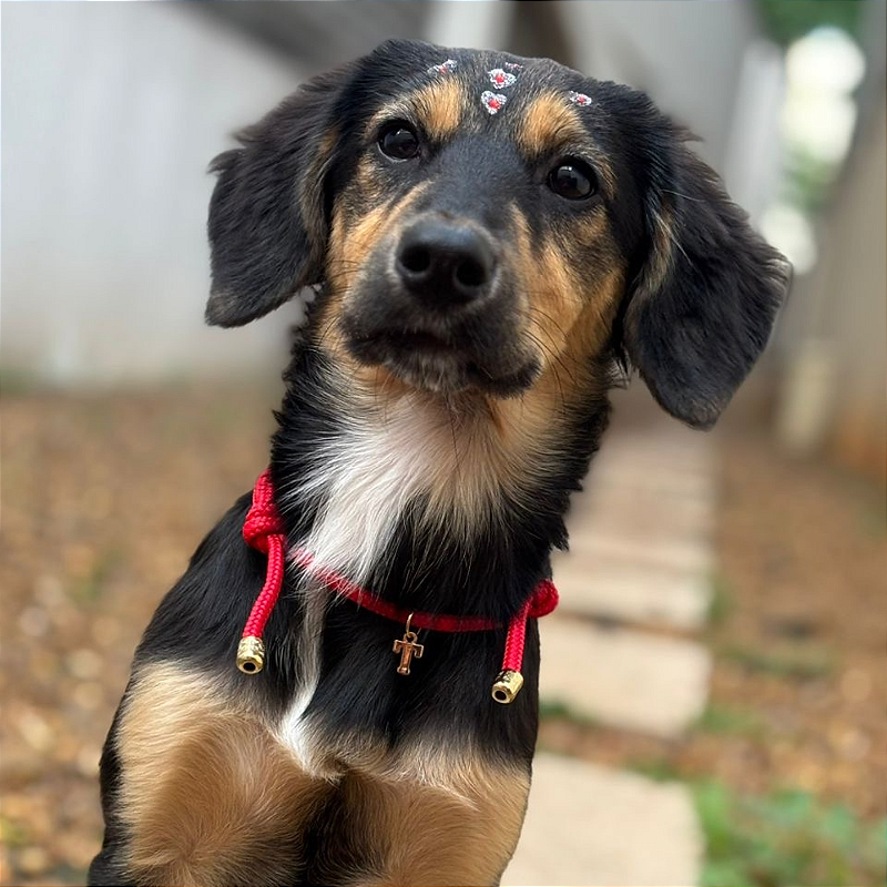 Colar Pet Paracord Vermelho com inicial